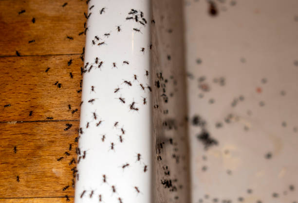 Best Termite Control Services  in Canutillo, TX