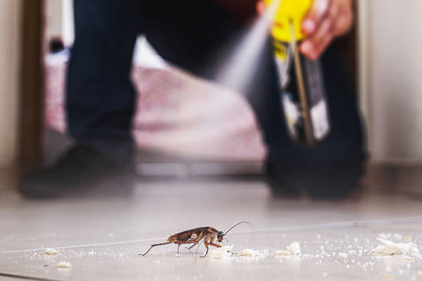 Best Cockroach Control Services  in Canutillo, TX