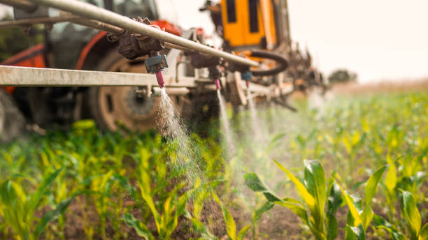 Reliable Canutillo, TX Pest Control Solutions